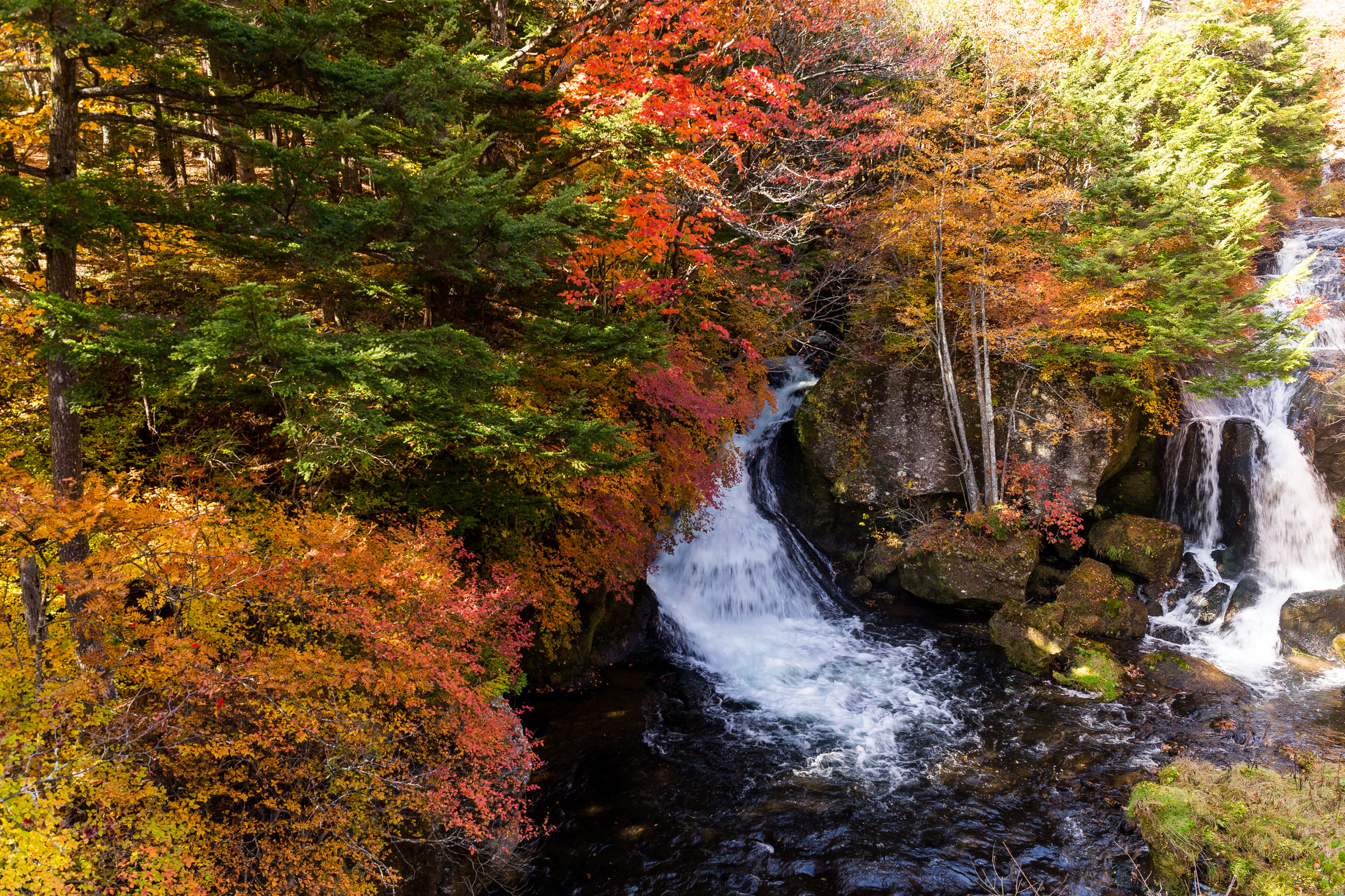 nikko (3).webp